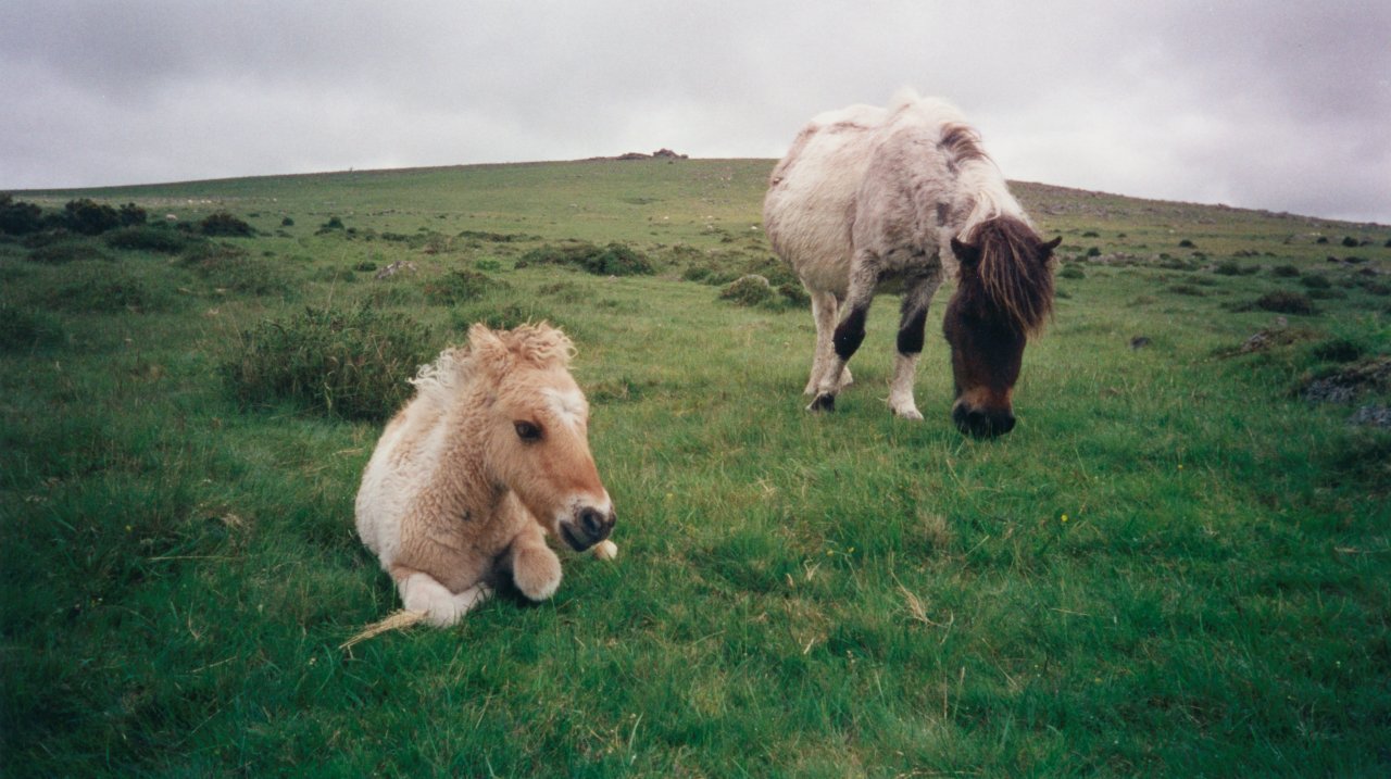 AandM on Dartmoor 2000 2